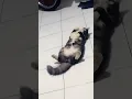 Download Lagu lagi santai kawan #cat #catvideos #catlovers