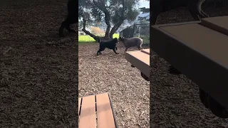 #fyp #vlog #doberman #pets #dream