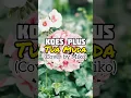 Lagu Koes Plus - Tua Muda (Audio) #shorts