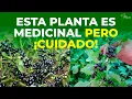 Many Mistake it for a Weed until They Discover its MEDICINAL Power Black Nightshade
