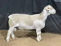4563 Ram Lamb Online at Tays Realty Auction LLC