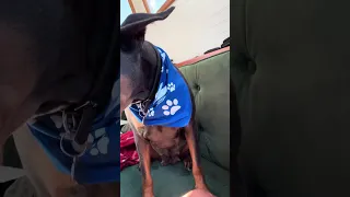 #Fyp #dream #YouTube #doberman #pets