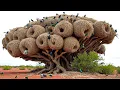 Most Incredible Bird Nests That Redefine Natural Architecture