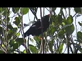 Lagu Sri Lanka Hill Myna, Sinharaja. endemic