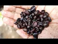 Download Lagu How to make Coffee powder from beans