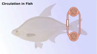 Circulatory System of Vertebrates