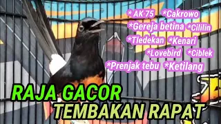 Download TEMBAKAN DURASI LAMA SUARA MURAI BATU JERNIH ISIAN LENGKAP BONGKAR MATERI BURUNG 100% GACOR#asmr MP3