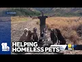 Former Maryland resident living in Maui helping homeless pets