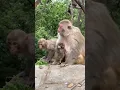 Download Lagu This Monkey Just Outsmarted Everyone! 🐒💡