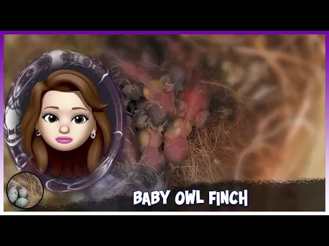 BABY OWL FINCH