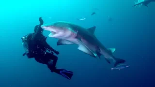 SHARK BAIT in the Atlantic Ocean! (DRENCHED Ep. 39)