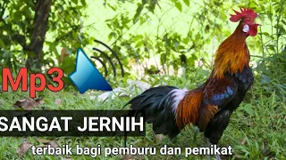 Download suara pikat ayam hutan jago Mp3// paling ampuh 100% MP3