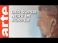 Download Lagu Vagusnerv: Wie das Hirn zum Herzen spricht | Doku HD | ARTE