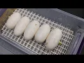 Pulling ball python eggs candling More desert ghost hets on the way