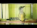 Download Lagu Kolibri kelapa TROTOL Gacor tembakan pedas full ISIAN Ampuh buat PANCINGAN kolibri kelapa