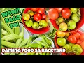 Download Lagu Dumpster diving Jackpot!!!(Pagkain sa backyard sariwa)#tomwallaceofficial #harvest #food