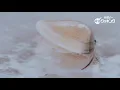 04 Limited Sazabys「Kitchen」(Official Music Video)