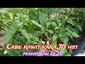 Download Lagu Cabe Rawit Kara f1 di polybag 70 hst pemupukan ke 10