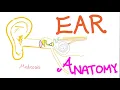 Anatomy of the Ear - Quick Review