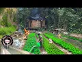 Download Lagu Kembali ke rumah di hutan, memperbaiki listrik, berkebun, memanen terong, hidup di alam