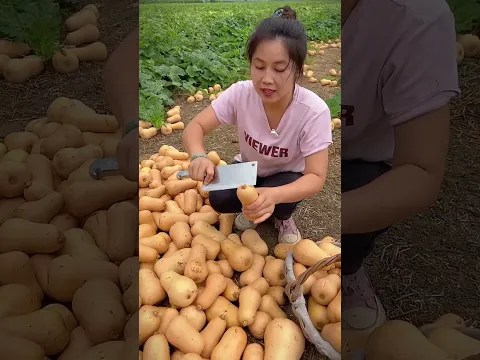 Unique pumpkins and small mini || #trending #shortvideo