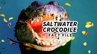 Saltwater Crocodile Facts: the LARGEST LIVING REPTILE 🐊
