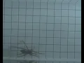 Wolf Spider running slow motion