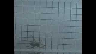 Wolf Spider running slow motion