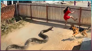 60 Hero Animals That Saved Human Lives!