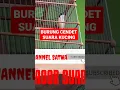 Download Lagu cendet suara kucing
