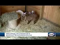 Farm animals recovering after Alexandria rescue