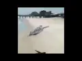 Turtle Starts Flying Meme