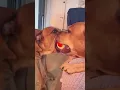 Download Lagu Who lets go first is the dog!🐶🤣🤣 #funny #dog