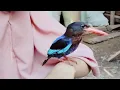 Download Lagu Burung Tengkek Udang Kalo Mandi Pilih air kotor atau air bersih??