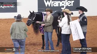 2025 Amateur Performance Halter Stallions World Champion 