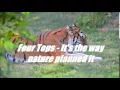 It's the way nature planned it by the four tops