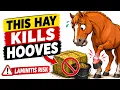 The Turnout Timing Mistake Every Laminitis Owner Gets Wrong