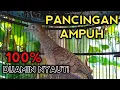 PANCINGAN PERKUTUT BANGKOK GACOR AGAR BUNYI 100% DIJAMIN LANGSUNG NYAUT SEMUA