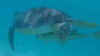 St Thomas Carnival Parade, snorkel in St. John with Huge turtles / Sailing Aquarius #12
