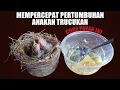 Download Lagu CARA MERAWAT DAN MELOLOH ANAKAN TRUCUKAN AGAR CEPAT BESAR INI RAHASIA PAKANNYA