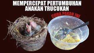 Download CARA MERAWAT DAN MELOLOH ANAKAN TRUCUKAN AGAR CEPAT BESAR INI RAHASIA PAKANNYA MP3