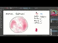 Histotutor Chapter 8 Connective Tissue and Muscle