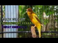 Download Lagu SUARA Kenari MASTERAN TERBAIK Cuit CUIT BIRAHI UNTUK PANCINGAN \u0026 MASTERAN Kenari PAUD AGAR BUNYI
