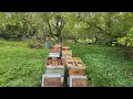 Download Lagu Feeding honey bees.  Mixing syrup fast!!