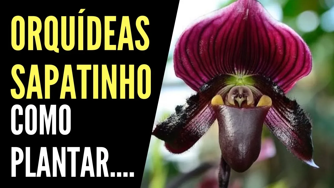 COMO PLANTAR ORQUÍDEA SAPATINHO EM APENAS 4 PASSOS FÁCEIS