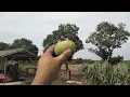 Download Lagu Buah Kuini
