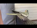 Hormonal Single Female Cockatiel Being Horny
