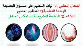 الدعامة التشريحية للمنعكس العضلي 2 ثانوي علوم تجريبية 2 