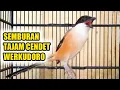 Lagu semburan tajam cendet werkudoro