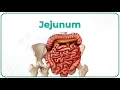 Jejunum Gross anatomy Blood supply Venous drainage Nerve supply and Histology USMLE Step 1